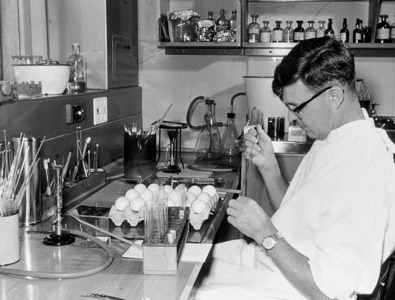 Frank Fenner injecting eggs in the lab, Photo courtesy of Walter and Eliza Hall Institute